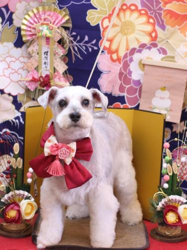 20240127ボルトくん